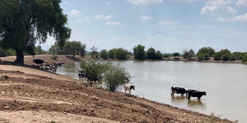 Ganadería potosina tiene un valor de 16 mil 682 MDP