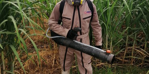 Campaña permanente contra plagas de langosta mantiene SEDARH