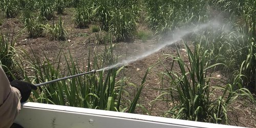 SEDARH aplica medidas de control de plagas de chapulín y langosta en la huasteca