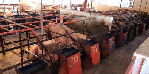 Aumentó el valor de la carne de porcino más de mil MDP en SLP