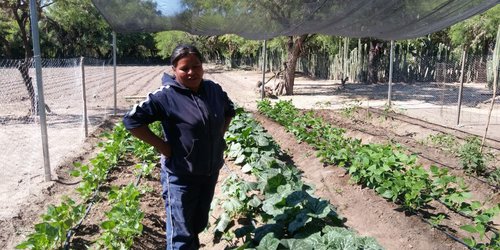 2020, año internacional de la sanidad vegetal