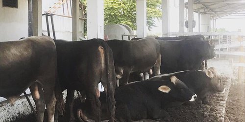 Abre SEDARH ventanilla del programa de mejoramiento genético