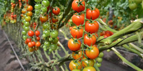 Agrizom exportará casi dos mil toneladas de tomate a Estados Unidos, Canadá y Japón