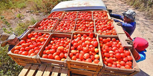 Tomate potosino, de calidad y precios competitivos