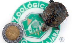 Nace en México ejemplar de pequeña tortuga en peligro de extinción