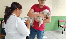 Más de 19,000 esterilizaciones de perros y gatos ha realizado salud en el estado