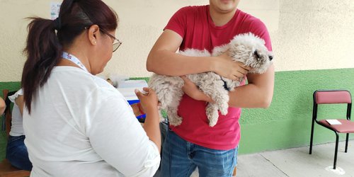 Más de 19,000 esterilizaciones de perros y gatos ha realizado salud en el estado