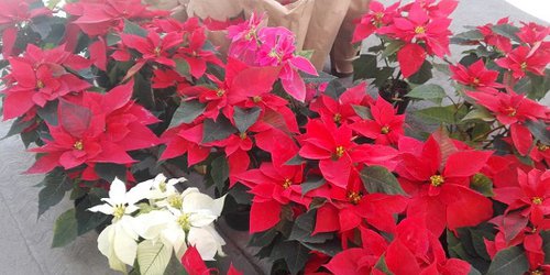 La Flor de Noche Buena es el símbolo que México aporta a la Navidad.