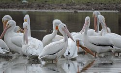 Espectáculo maravilloso de pelícanos y patos canadienses en Presa San Diego