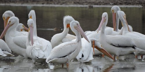 Espectáculo maravilloso de pelícanos y patos canadienses en Presa San Diego