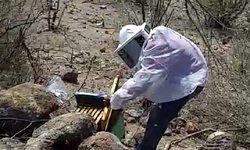 Apicultores y Municipio han rescatado seis enjambres de abejas