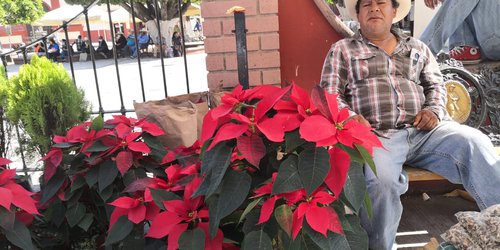 Ahora la esperanza de los ambulantes es vender Flor de Noche Buena