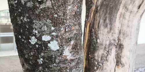 Recolectarán hongos (líquenes) de árboles para determinar contaminación del aire en la región media