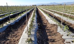 Sin daños graves por heladas, cultivos de Ciudad Fernández