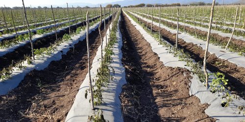 Sin daños graves por heladas, cultivos de Ciudad Fernández
