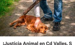Más de 25 mil personas exigen justicia para perrito asesinado en Valles