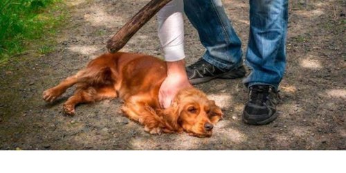 Más de 25 mil personas exigen justicia para perrito asesinado en Valles