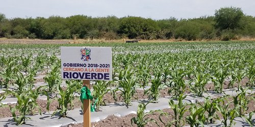 Supervisan resultados del programa Parcela Experimental
