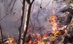 Siguen activos incendios en Rioverde, Tamasopo y El Naranjo