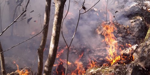 Siguen activos incendios en Rioverde, Tamasopo y El Naranjo