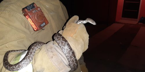 Capturan serpiente en domicilio de colonia Loma Bonita