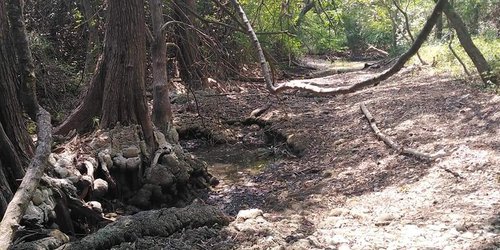 Rio de Rascón se seca por riego de cañaverales