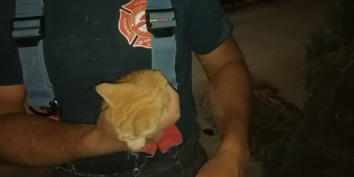 Rescatan a un gatito que quedó atrapado en un pino