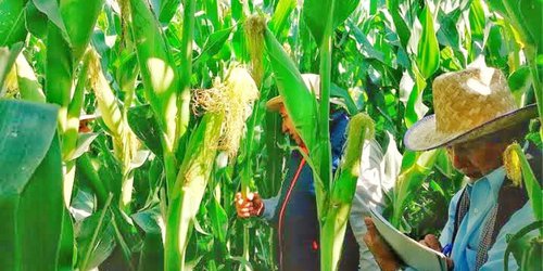 Se desaprovecha potencial agrícola del Municipio: Gildardo Moreno