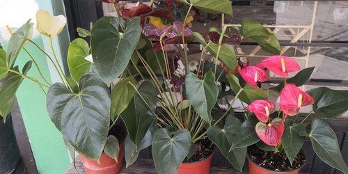 "Carísimas" las flores, por poca producción