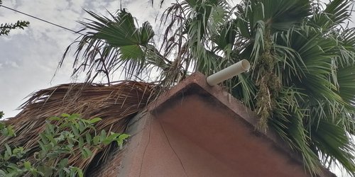 Vientos derriban palmera en calle Gómez Farías