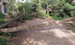 Lluvias derriban enorme árbol en Ciudad Fernández