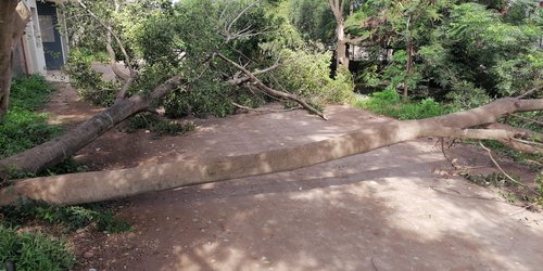 Lluvias derriban enorme árbol en Ciudad Fernández