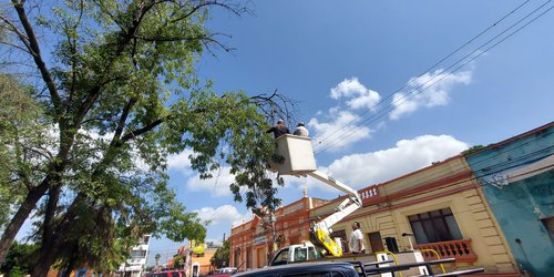 Podan árboles en plazas y jardines de Ciudad Fernández