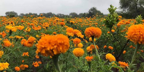 La flor de cempasúchil: "Sigue la mata dando en Rioverde"