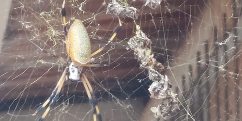 Encuentran enorme araña en el ejido El Refugio