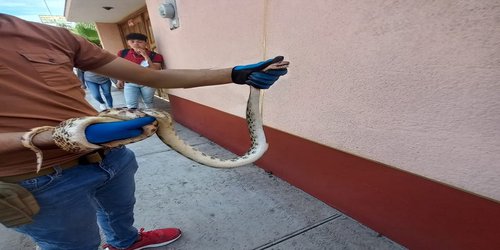 Víbora asusta a peatones en calle Héroes Potosinos