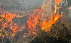 Incendio consume cuatro hectáreas de vegetación en ribera del río Verde