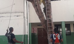 Retiran árbol seco de la primaria Vicente Guerrero