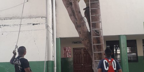 Retiran árbol seco de la primaria Vicente Guerrero