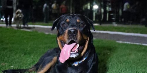 Se reglamentará acceso de mascotas al Tangamanga uno