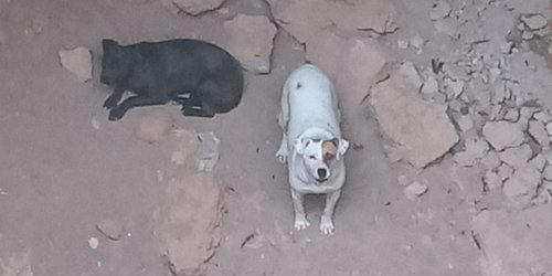 Agentes de la Guardia Municipal coordinan rescate de dos perros atrapados en un pozo