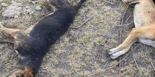 Sujetos mataron a cuatro perros a balazos