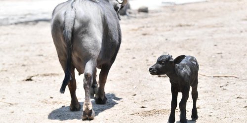 Nace cría de búfalo de agua en el Parque Tangamanga