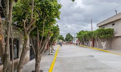 Respetan árboles en urbanización de calle Lizardi