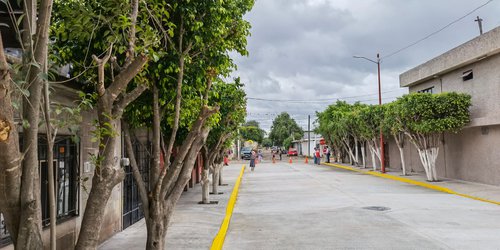 Respetan árboles en urbanización de calle Lizardi