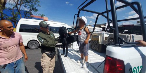 Perros policías coadyuvan en labores de proximidad social con Guardia Civil Estatal