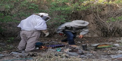 Protección Civil retira enjambres de abejas de dos domicilios y los libera en un lugar seguro