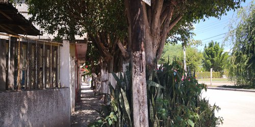 Llamado colectivo a regar árboles urbanos y rurales, porque no tienen humedad