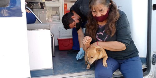 Inicia campaña estatal de vacunación antirrábica para perros y gatos