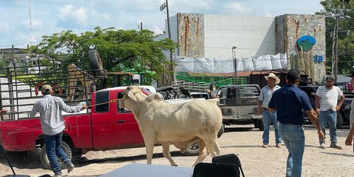 Gobierno del cambio impulsa mejora genética del hato ganadero en Xilitla
